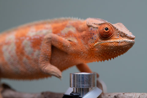 Holdbacks/Individuals: ALL NEW Ambanja Offspring from "Helm Hammerhand" x "Small Fry" - Hatched: March - May 25' - Female #2