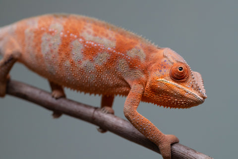 Holdbacks/Individuals: ALL NEW Ambanja Offspring from "Helm Hammerhand" x "Small Fry" - Hatched: March - May 25' - Female #2