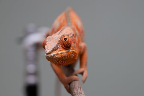 Holdbacks/Individuals: ALL NEW Ambanja Offspring from "Helm Hammerhand" x "Small Fry" - Hatched: March - May 25' - Female #2