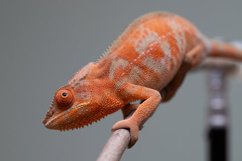 Holdbacks/Individuals: ALL NEW Ambanja Offspring from "Helm Hammerhand" x "Small Fry" - Hatched: March - May 25' - Female #2
