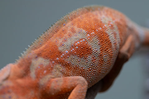 Holdbacks/Individuals: ALL NEW Ambanja Offspring from "Helm Hammerhand" x "Small Fry" - Hatched: March - May 25' - Female #2
