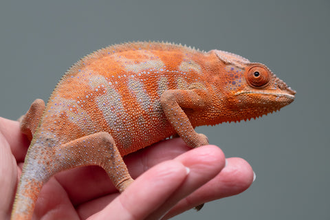 Holdbacks/Individuals: ALL NEW Ambanja Offspring from "Helm Hammerhand" x "Small Fry" - Hatched: March - May 25' - Female #2