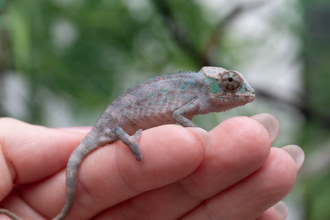 Holdbacks/Individuals: ALL NEW Ambanja Offspring from "Helm Hammerhand" x "Small Fry" - Hatched: March - May 25' - Male #1