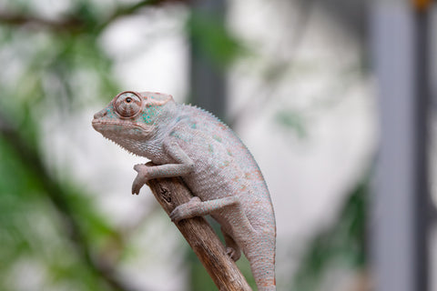 Holdbacks/Individuals: ALL NEW Ambanja Offspring from "Helm Hammerhand" x "Small Fry" - Hatched: March - May 25' - Male #1