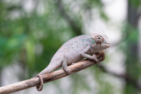 Holdbacks/Individuals: ALL NEW Ambanja Offspring from "Helm Hammerhand" x "Small Fry" - Hatched: March - May 25' - Male #1