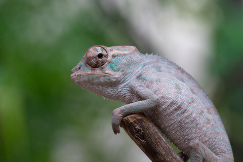 Holdbacks/Individuals: ALL NEW Ambanja Offspring from "Helm Hammerhand" x "Small Fry" - Hatched: March - May 25' - Male #1