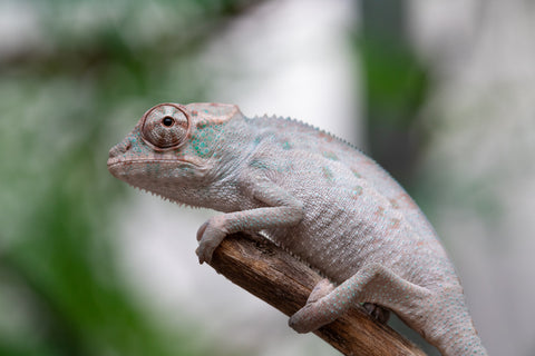 Holdbacks/Individuals: ALL NEW Ambanja Offspring from "Helm Hammerhand" x "Small Fry" - Hatched: March - May 25' - Male #1