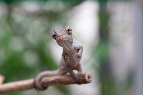 Holdbacks/Individuals: ALL NEW Ambanja Offspring from "Helm Hammerhand" x "Small Fry" - Hatched: March - May 25' - Male #1