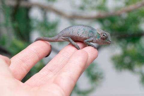 Holdbacks/Individuals: ALL NEW Ambanja Offspring from "Helm Hammerhand" x "Small Fry" - Hatched: March - May 25' - Male #1