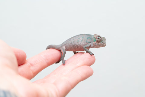 Holdbacks/Individuals: ALL NEW Ambanja Offspring from "Helm Hammerhand" x "Small Fry" - Hatched: March - May 25' - Male #1
