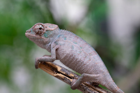 Holdbacks/Individuals: ALL NEW Ambanja Offspring from "Helm Hammerhand" x "Small Fry" - Hatched: March - May 25' - Male #1