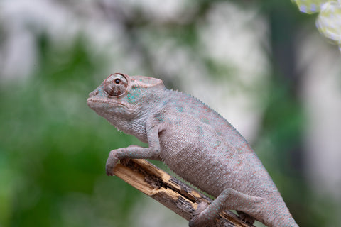 Holdbacks/Individuals: ALL NEW Ambanja Offspring from "Helm Hammerhand" x "Small Fry" - Hatched: March - May 25' - Male #1