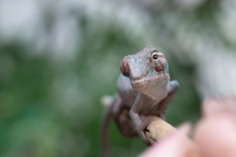 Holdbacks/Individuals: ALL NEW Ambanja Offspring from "Helm Hammerhand" x "Small Fry" - Hatched: March - May 25' - Male #1