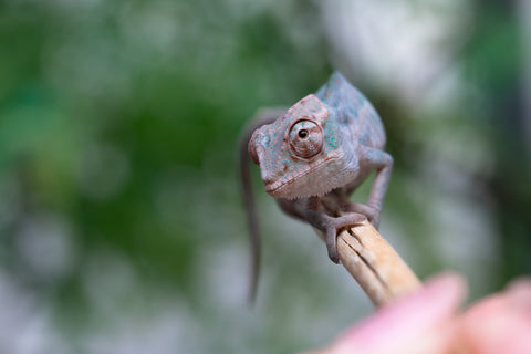 Holdbacks/Individuals: ALL NEW Ambanja Offspring from "Helm Hammerhand" x "Small Fry" - Hatched: March - May 25' - Male #1