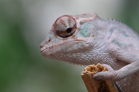 Holdbacks/Individuals: ALL NEW Ambanja Offspring from "Helm Hammerhand" x "Small Fry" - Hatched: March - May 25' - Male #1
