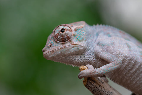 Holdbacks/Individuals: ALL NEW Ambanja Offspring from "Helm Hammerhand" x "Small Fry" - Hatched: March - May 25' - Male #1