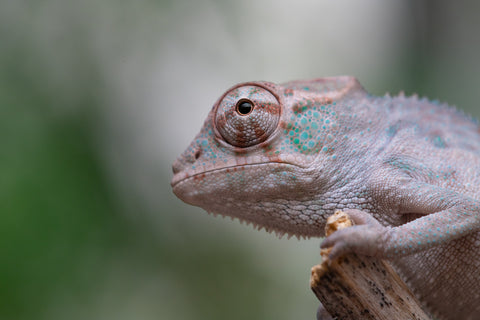 Holdbacks/Individuals: ALL NEW Ambanja Offspring from "Helm Hammerhand" x "Small Fry" - Hatched: March - May 25' - Male #1
