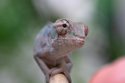 Holdbacks/Individuals: ALL NEW Ambanja Offspring from "Helm Hammerhand" x "Small Fry" - Hatched: March - May 25' - Male #1