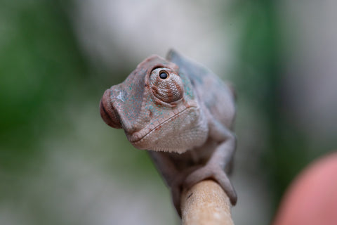 Holdbacks/Individuals: ALL NEW Ambanja Offspring from "Helm Hammerhand" x "Small Fry" - Hatched: March - May 25' - Male #1