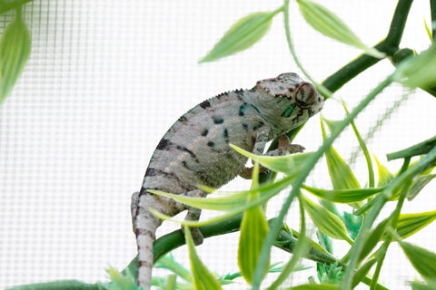Holdbacks/Individuals: ALL NEW Ambanja Offspring from "Helm Hammerhand" x "Small Fry" - Hatched: March - May 25' - Male #1