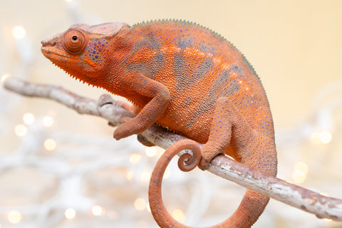 Holdbacks/Individuals: ALL NEW Ambanja Offspring from "Helm Hammerhand" x "Small Fry" - Hatched: May 25' - Female #1