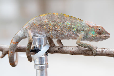 Holdbacks/Individuals: ALL NEW Ambanja Offspring from "Helm Hammerhand" x "Small Fry" - Hatched: May 25' - Female #1