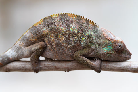 Holdbacks/Individuals: ALL NEW Ambanja Offspring from "Helm Hammerhand" x "Small Fry" - Hatched: May 25' - Female #1