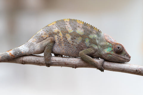 Holdbacks/Individuals: ALL NEW Ambanja Offspring from "Helm Hammerhand" x "Small Fry" - Hatched: May 25' - Female #1