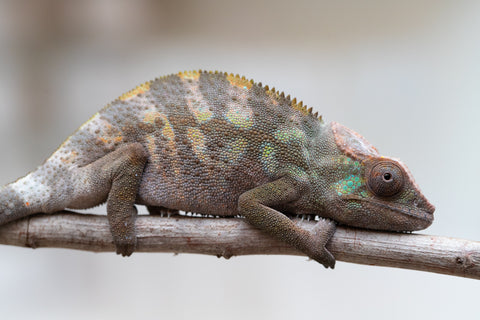 Holdbacks/Individuals: ALL NEW Ambanja Offspring from "Helm Hammerhand" x "Small Fry" - Hatched: May 25' - Female #1