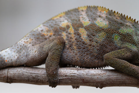 Holdbacks/Individuals: ALL NEW Ambanja Offspring from "Helm Hammerhand" x "Small Fry" - Hatched: May 25' - Female #1