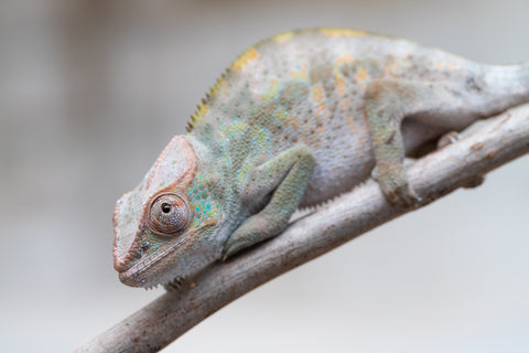 Holdbacks/Individuals: ALL NEW Ambanja Offspring from "Helm Hammerhand" x "Small Fry" - Hatched: May 25' - Female #1