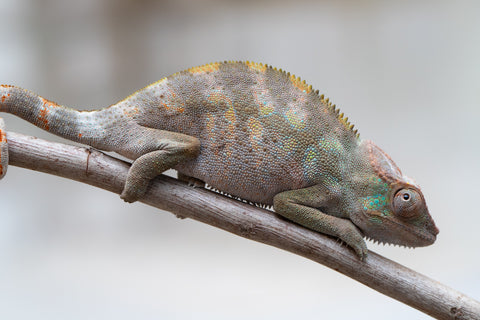 Holdbacks/Individuals: ALL NEW Ambanja Offspring from "Helm Hammerhand" x "Small Fry" - Hatched: May 25' - Female #1