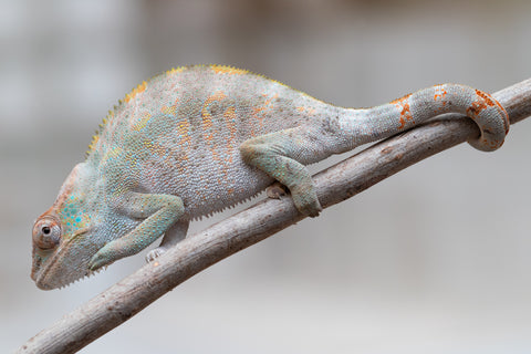 Holdbacks/Individuals: ALL NEW Ambanja Offspring from "Helm Hammerhand" x "Small Fry" - Hatched: May 25' - Female #1