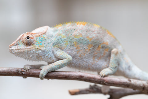 Holdbacks/Individuals: ALL NEW Ambanja Offspring from "Helm Hammerhand" x "Small Fry" - Hatched: May 25' - Female #1