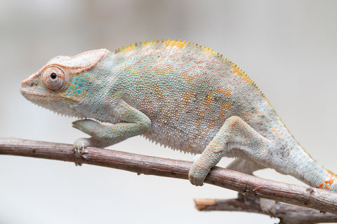 Holdbacks/Individuals: ALL NEW Ambanja Offspring from "Helm Hammerhand" x "Small Fry" - Hatched: May 25' - Female #1