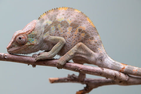 Holdbacks/Individuals: ALL NEW Ambanja Offspring from "Helm Hammerhand" x "Small Fry" - Hatched: May 25' - Female #1