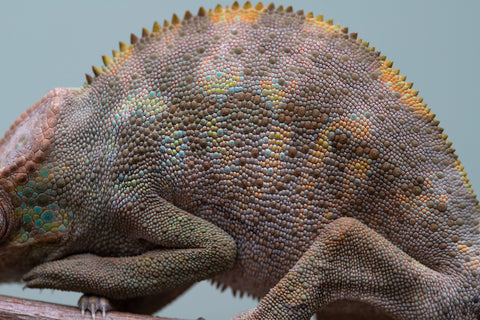 Holdbacks/Individuals: ALL NEW Ambanja Offspring from "Helm Hammerhand" x "Small Fry" - Hatched: May 25' - Female #1