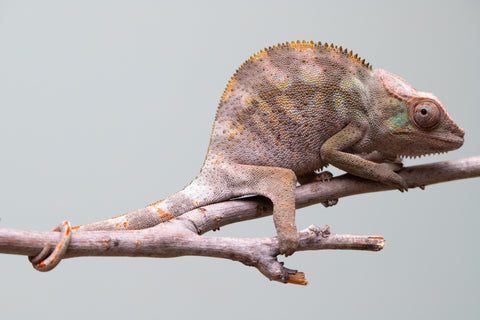 Holdbacks/Individuals: ALL NEW Ambanja Offspring from "Helm Hammerhand" x "Small Fry" - Hatched: May 25' - Female #1