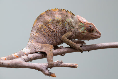 Holdbacks/Individuals: ALL NEW Ambanja Offspring from "Helm Hammerhand" x "Small Fry" - Hatched: May 25' - Female #1