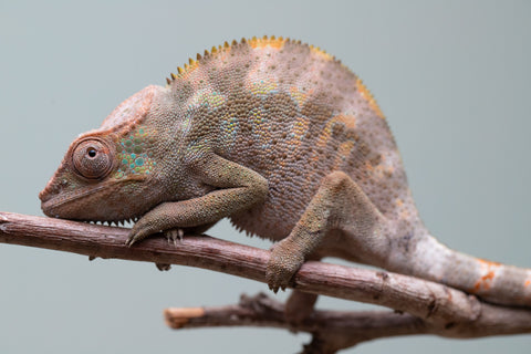 Holdbacks/Individuals: ALL NEW Ambanja Offspring from "Helm Hammerhand" x "Small Fry" - Hatched: May 25' - Female #1