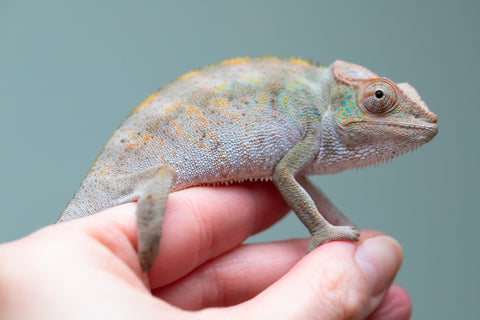 Holdbacks/Individuals: ALL NEW Ambanja Offspring from "Helm Hammerhand" x "Small Fry" - Hatched: May 25' - Female #1