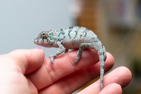 Holdbacks/Individuals: ALL NEW Ambanja Offspring from "Helm Hammerhand" x "Small Fry" - Hatched: May 25' - Male #1