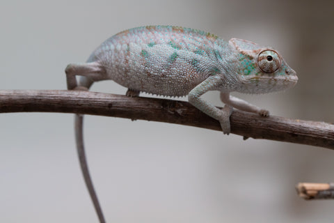 Holdbacks/Individuals: ALL NEW Ambanja Offspring from "Helm Hammerhand" x "Small Fry" - Hatched: May 25' - Male #1