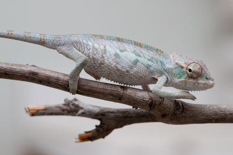 Holdbacks/Individuals: ALL NEW Ambanja Offspring from "Helm Hammerhand" x "Small Fry" - Hatched: May 25' - Male #1