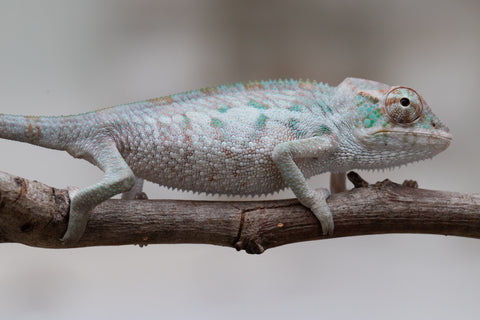 Holdbacks/Individuals: ALL NEW Ambanja Offspring from "Helm Hammerhand" x "Small Fry" - Hatched: May 25' - Male #1