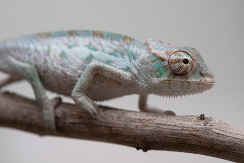 Holdbacks/Individuals: ALL NEW Ambanja Offspring from "Helm Hammerhand" x "Small Fry" - Hatched: May 25' - Male #1