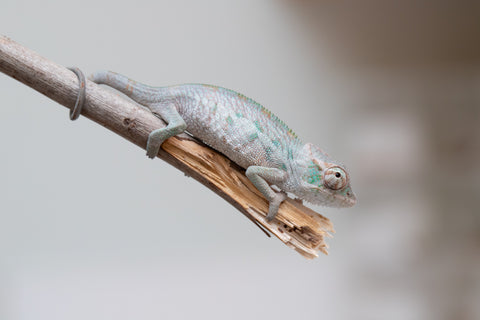 Holdbacks/Individuals: ALL NEW Ambanja Offspring from "Helm Hammerhand" x "Small Fry" - Hatched: May 25' - Male #1