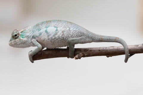 Holdbacks/Individuals: ALL NEW Ambanja Offspring from "Helm Hammerhand" x "Small Fry" - Hatched: May 25' - Male #1