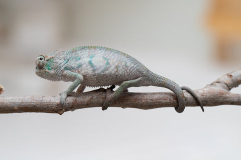 Holdbacks/Individuals: ALL NEW Ambanja Offspring from "Helm Hammerhand" x "Small Fry" - Hatched: May 25' - Male #1