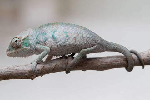 Holdbacks/Individuals: ALL NEW Ambanja Offspring from "Helm Hammerhand" x "Small Fry" - Hatched: May 25' - Male #1